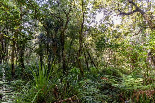 Waipoua Forest, New Zealand