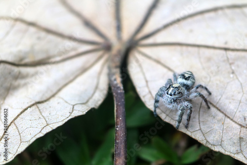 Hyllus diardi ,jumping spiders in the garden photo