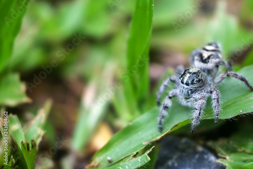 Hyllus diardi ,jumping spiders in the garden