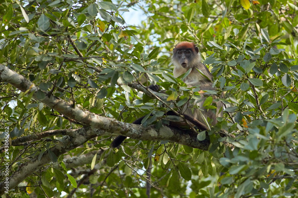 Kibale Primates Kibale Primates