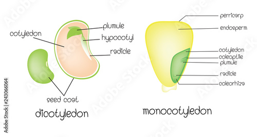 Bild auf Leinwand dicotyledon vs monocotyledon