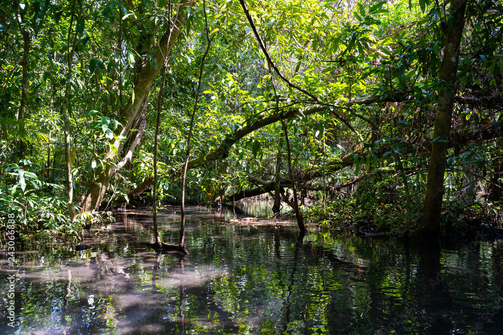 travel mangrove forest by rowboat travel mangrove forest by rowboat