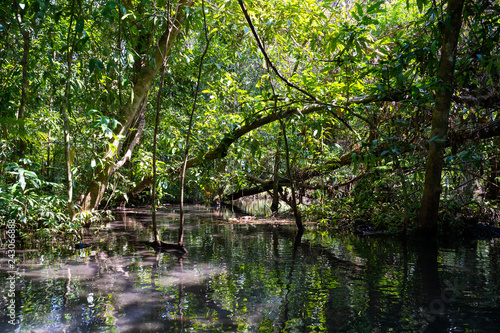 travel mangrove forest by rowboat