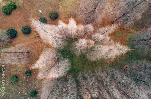 The winter forest looks like a painting photo