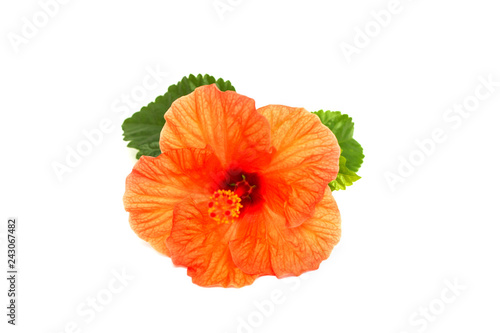 Bright red hibiscus flower with green leaf on white background. Beautiful flower close up. Place to insert text. Background for greeting cards or posters.