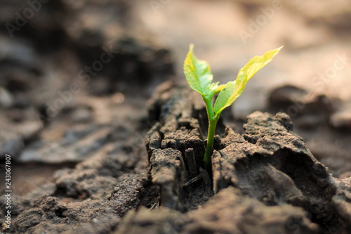 New life of trees by germination of seedlings on stumps.