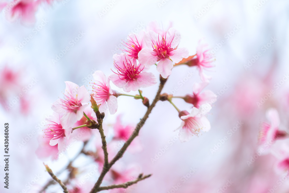 pink cherry blossom