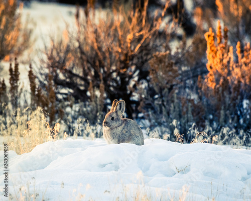 Obraz na płótnie Cottontail rabbit in snow in idaho desert w salonie