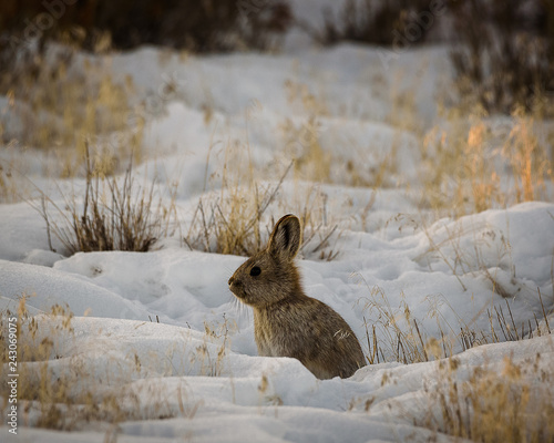 Snow rabbit