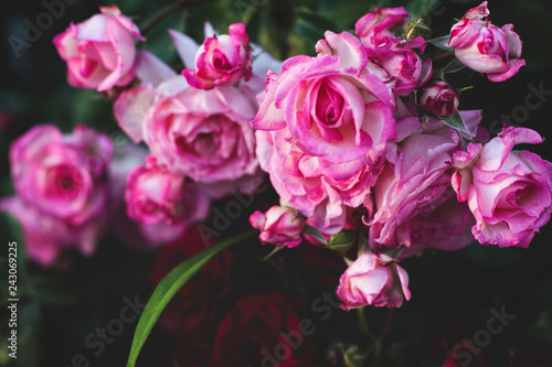 fresh roses with pink petals 