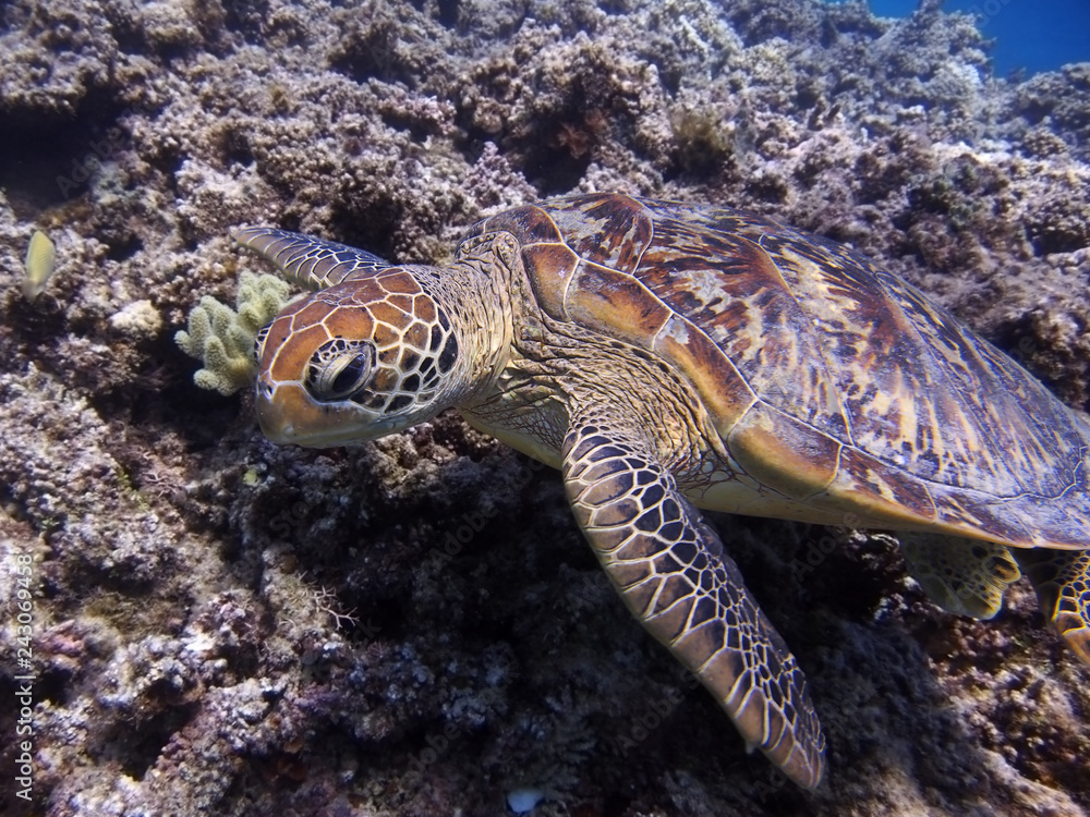 Fototapeta premium Green Turtle resting on Great Barrier Reef