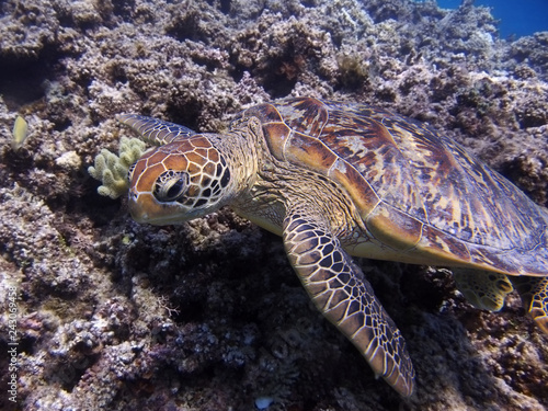 Green Turtle resting on Great Barrier Reef