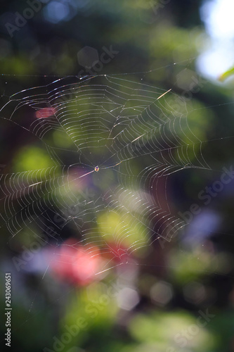 The spider and its fibers blur the background.