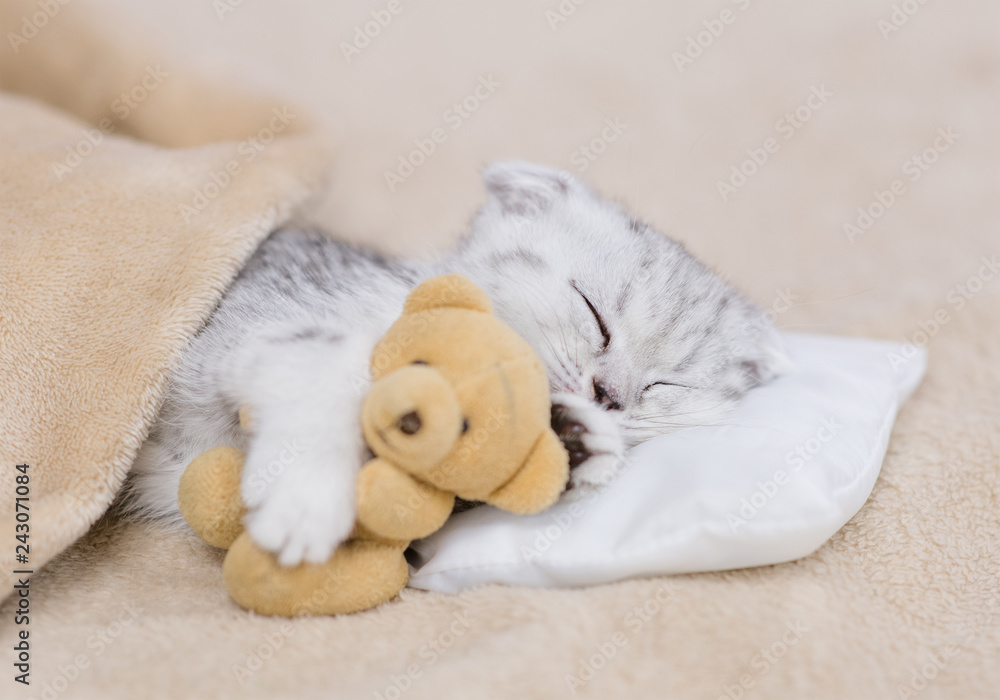 Baby kitten sleeping with toy bear on pillow under blanket Baby kitten sleeping with toy bear on pillow under blanket