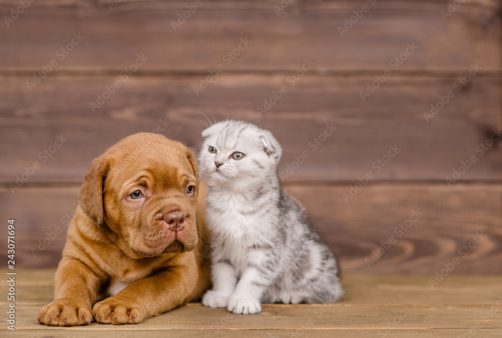 Puppy with kitten on wooden background Puppy with kitten on wooden background