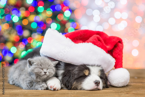 Australian shepherd puppy in red santa hat and baby kitten sleep together with Christmas tree on background