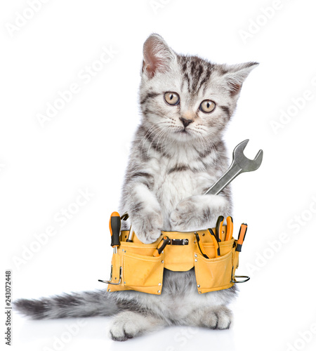 Funny cat worker with toolbelt and wrench looking at camera.  Isolated on white background photo