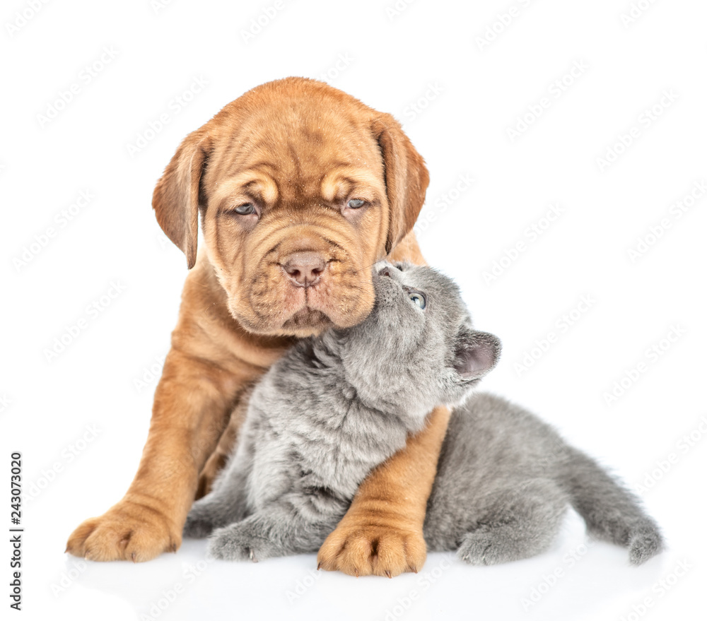 Kitten kisses a puppy. Isolated on white background