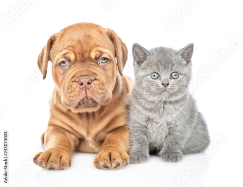 Bordeaux puppy dog lying with tiny kitten in front view. isolated on white background