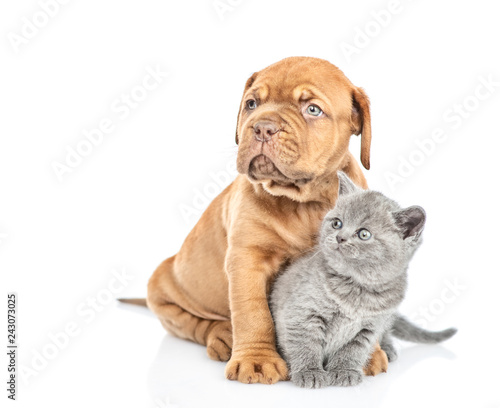 Fototapeta Naklejka Na Ścianę i Meble -  Bordeaux puppy dog embracing gray kitten. isolated on white background