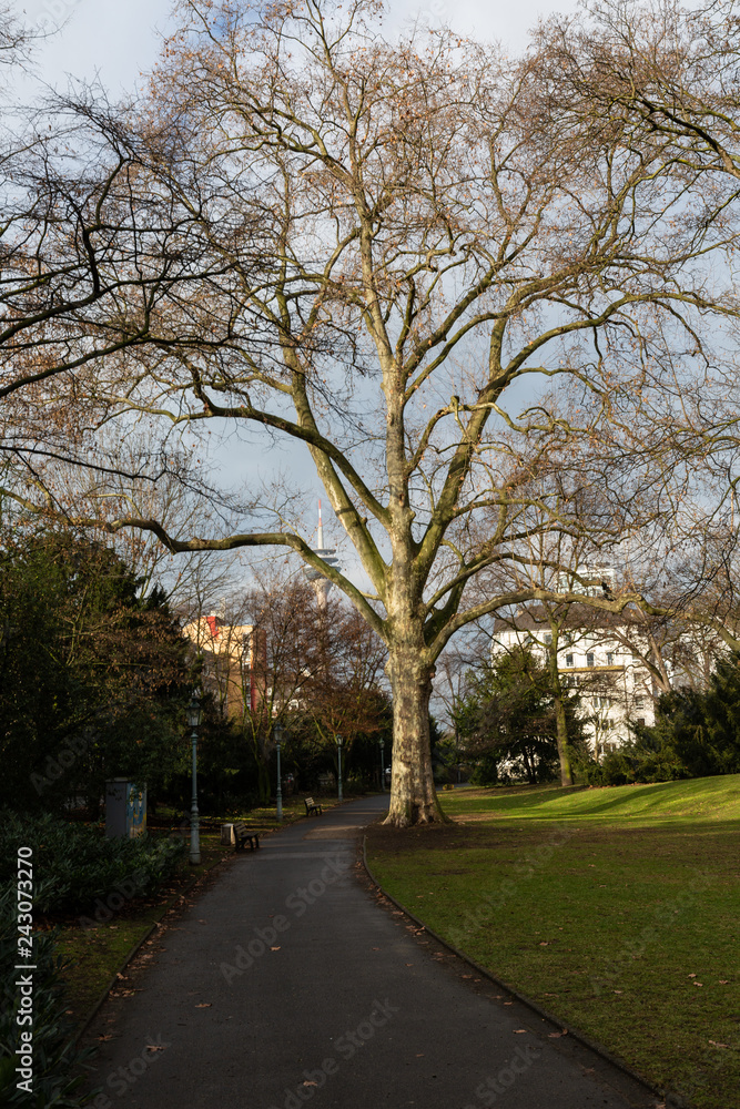 Path in park