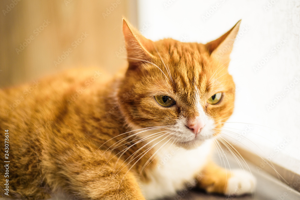 Portrait of a domestic cat in retro style.