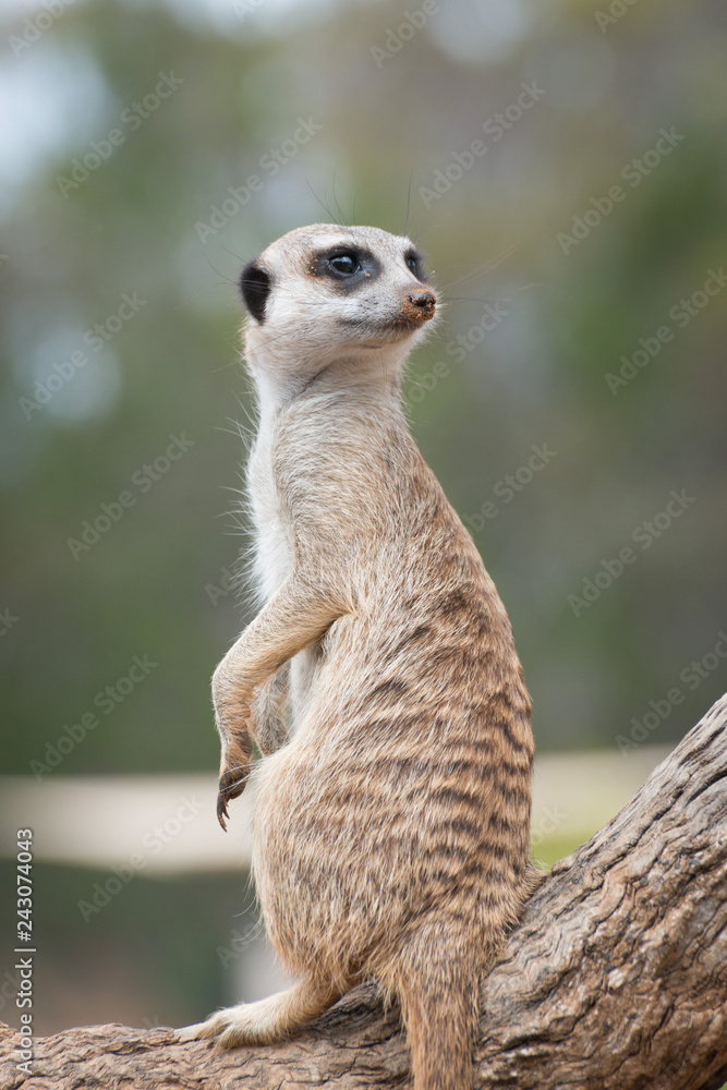 Fototapeta premium Curious meerkat or suricate, African animals in outdoor safari wildlife environment