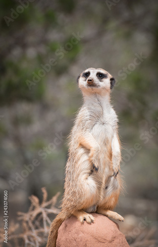 Curious meerkat or suricate, African animals in outdoor safari wildlife environment
