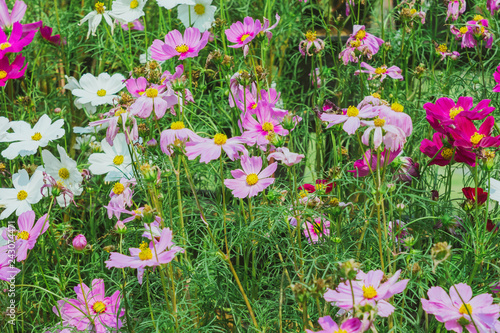 Colorful of Sulfur Cosmos flowers on a rack decorate in park.