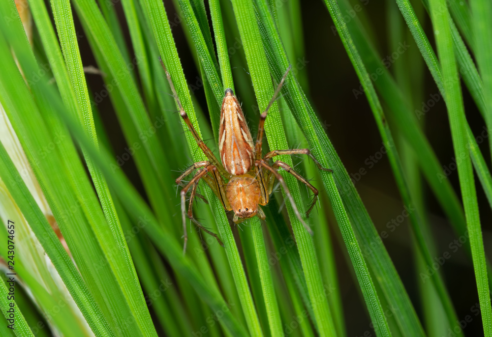 Macro Photo of Jumping Spider on Green Leaves Macro Photo of Jumping Spider on Green Leaves
