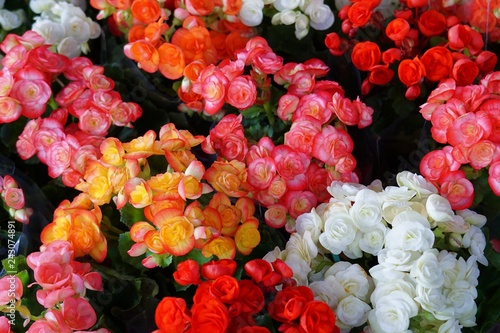 Colorful Begonia flower. photo