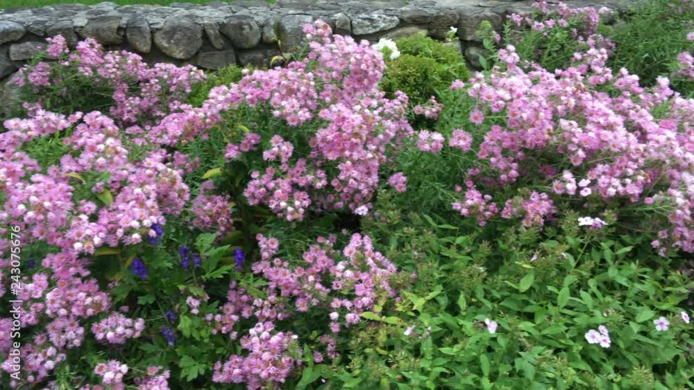 Lavender garden asters in autumn in Sunapee, New Hampshire. Lavender garden asters in autumn in Sunapee, New Hampshire.