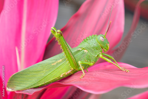Giant Katydid Insect on Pink Leaf in Belize Jungle / Side View