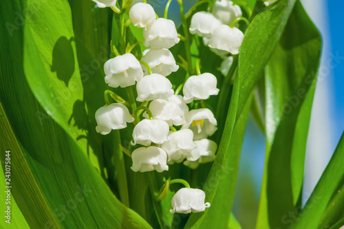 Medicinal plant Lily of the valley, white flowers with green leaves in the spring, illuminated by the sun. Lily of the valley floral background. 