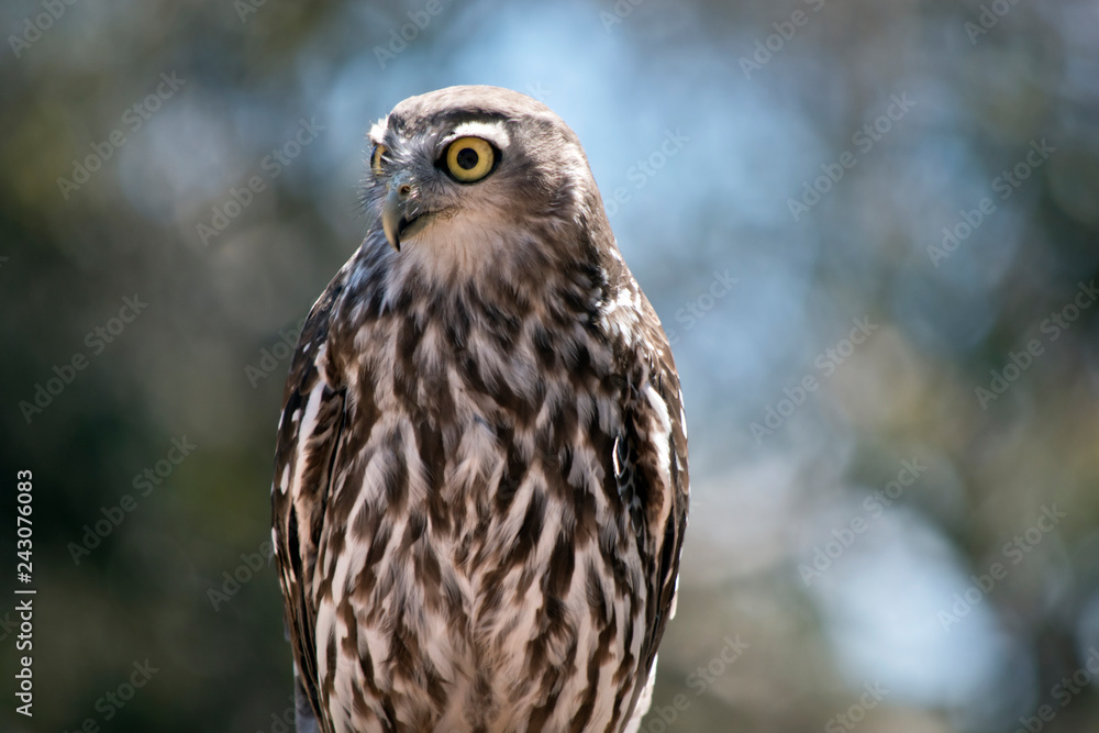 this is a close up of a barking owl this is a close up of a barking owl