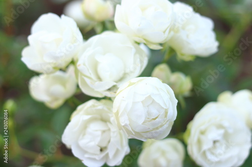 白色のたくさんの薔薇の花