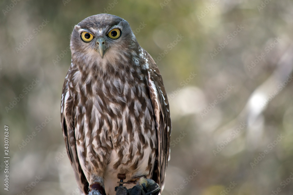 this is a close up of a barking owl this is a close up of a barking owl