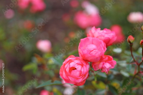 Wallpaper Mural ピンク色のたくさんの薔薇の花 Torontodigital.ca