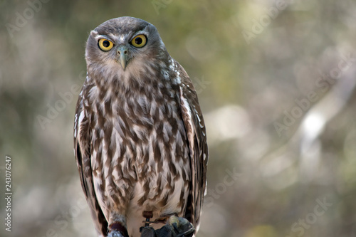 this is a close up of a barking owl © susan flashman