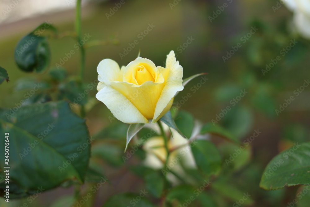 黄色の薔薇の花 黄色の薔薇の花