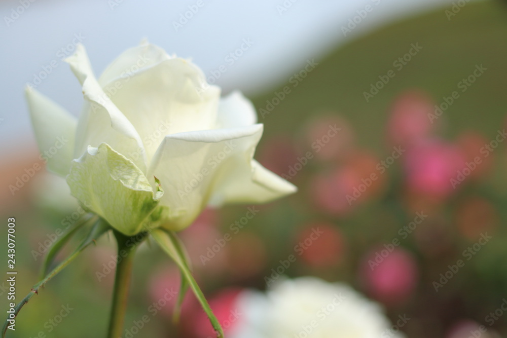 Fototapeta premium 白い薔薇の花 