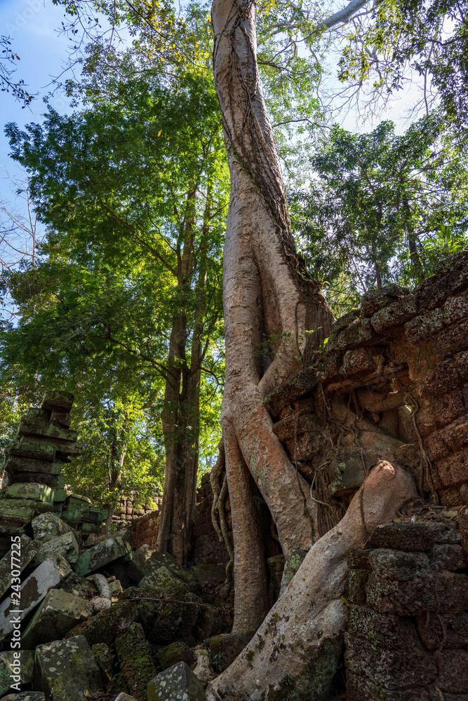 Fototapeta premium Ruins of Ta Prohm covered by Tetrameles Tree at Angkor, Siem Reap Province, Cambodia