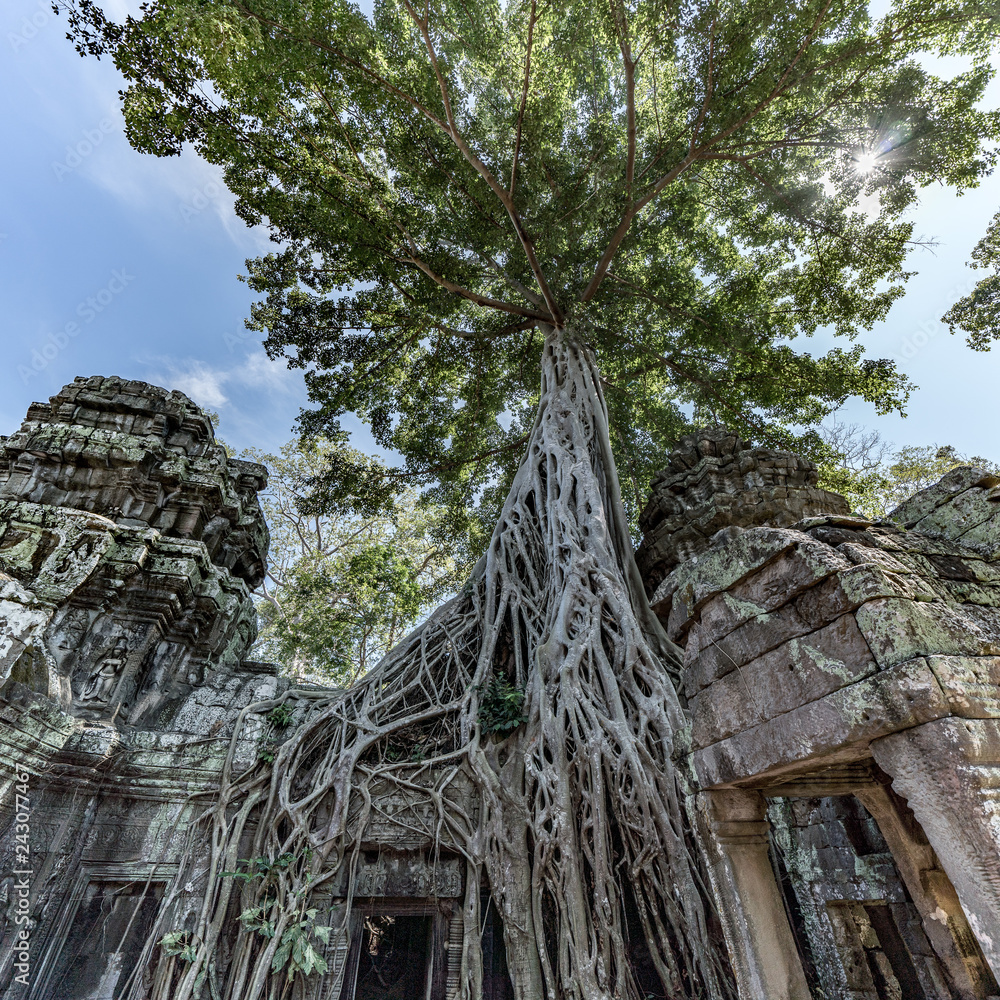 Ruins of Ta Prohm covered by Tetrameles Tree at Angkor, Siem Reap Province, Cambodia Ruins of Ta Prohm covered by Tetrameles Tree at Angkor, Siem Reap Province, Cambodia
