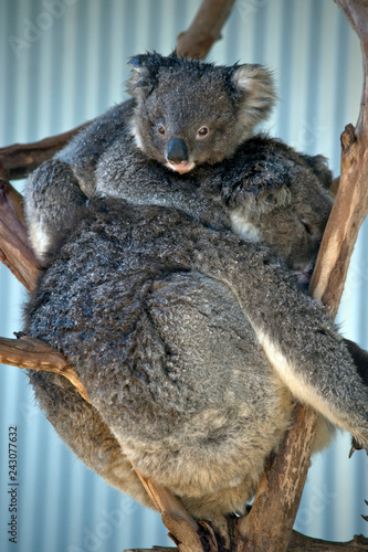 Fototapeta Naklejka Na Ścianę i Meble -  koala with joey on her back