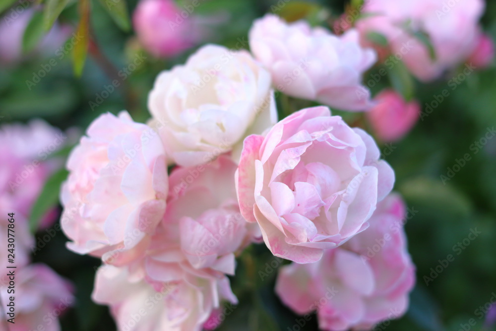 ピンク色のたくさんの薔薇の花	