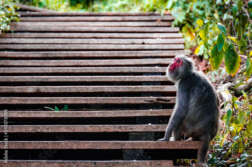 Photography Portrait of a macaque monkey looking up
