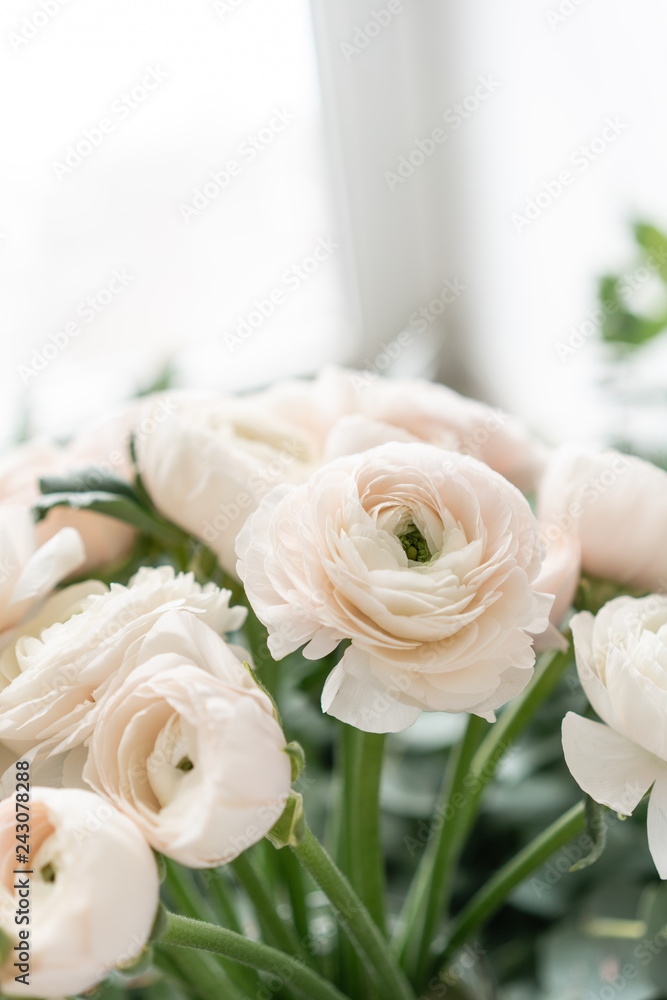 Obraz premium Persian buttercup in glass vases. Bunch pale pink ranunculus flowers light background. Wallpaper. Winter season flowers