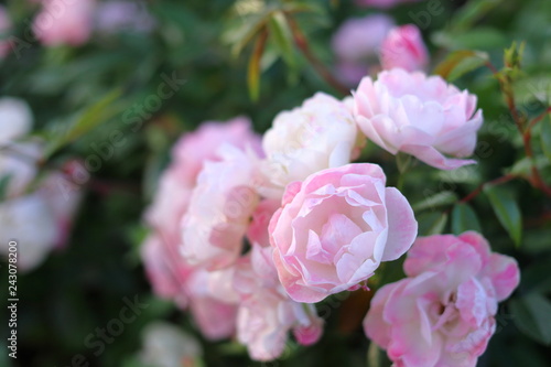 ピンク色のたくさんの小さな薔薇の花	