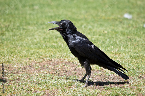 an Australian raven walking on the grass