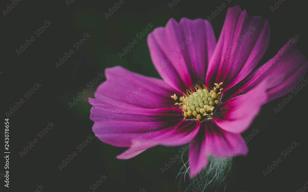 Obraz premium pink flower